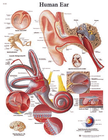 Fabrication Enterprises - Anatomical Chart Ear 20 X 25 Inch Laminated - 12-4606L