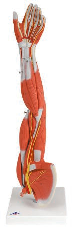 Fabrication Enterprises - Muscular 6-Part Arm Model 5 lbs. - 12-4556
