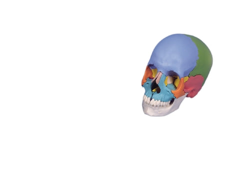 Fabrication Enterprises 22 Part Didactic Skull Model 2 lbs. - 969325