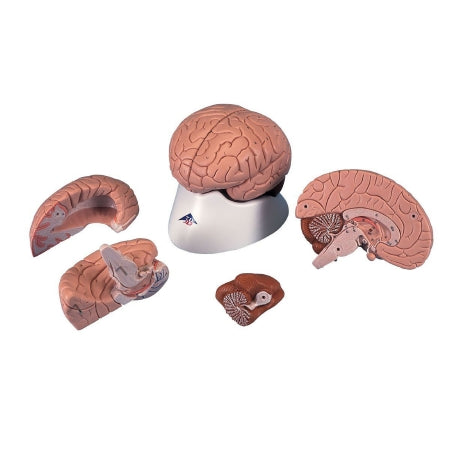 Fabrication Enterprises 3B Scientific 4 Part Brain Model 1.98 lbs. - Z13961