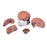 3B Scientific - 4 Part Brain Model 1.98 lbs. - Z13961