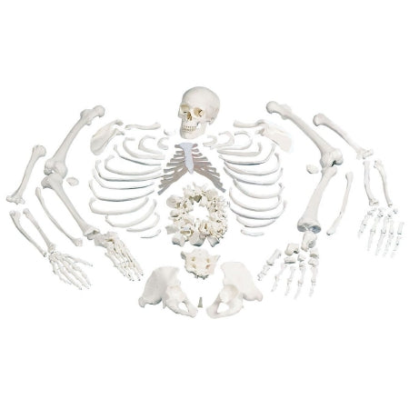 Fabrication Enterprises 3B Scientific Disarticulated Full Human Skeleton with 3 Part Skull Model 10.58 lbs. - Z00584