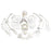 Fabrication Enterprises 3B Scientific Disarticulated Full Human Skeleton with 3 Part Skull Model 10.58 lbs. - Z00584