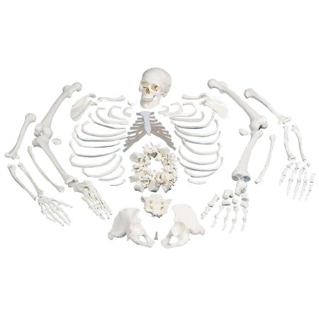 3B Scientific - Disarticulated Full Human Skeleton with 3 Part Skull Model 10.58 lbs. - Z00584