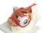 Fabrication Enterprises - Human Eye Model 3 lbs. - 12-4564