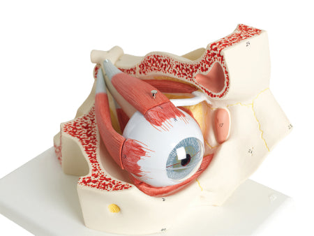 Fabrication Enterprises Human Eye Model 3 lbs. - 973343