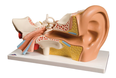 Fabrication Enterprises Human Ear Model 4 lbs. - 974073