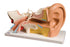 Fabrication Enterprises Human Ear Model 4 lbs. - 974073