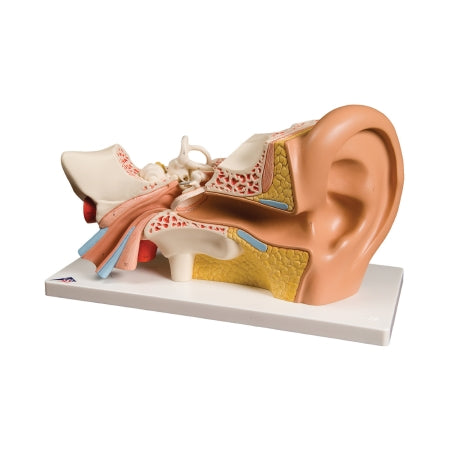 Fabrication Enterprises - Human Ear Model 4 lbs. - 12-4566
