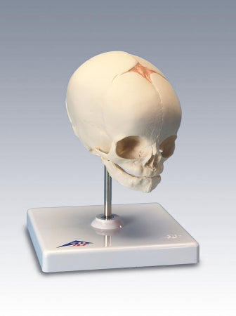3B Scientific - Fetal Skull Model 0.44 lbs. - Z02806