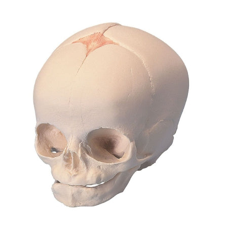 3B Scientific - Fetal Skull Model 0.33 lbs. - Z13778