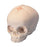 Fabrication Enterprises 3B Scientific Fetal Skull Model 0.33 lbs. - Z13778