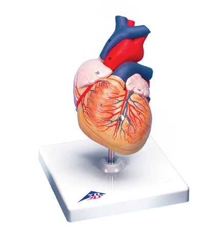 Fabrication Enterprises - Human Heart Model 2 lbs. - 12-4567