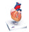 Fabrication Enterprises - Human Heart Model 2 lbs. - 12-4567