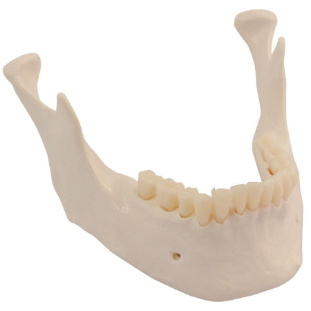 Fabrication Enterprises 3B Scientific Replacement Lower Jaw with Teeth - Z02820