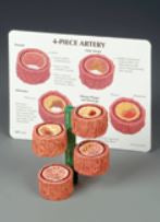 Anatomical Chart Company Careforde Four-Piece Artery Model - G265