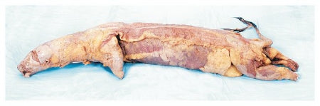 Carolina - Formalin Mink Specimen 15 Inch, Double Injection Type (Red latex in arterial system, blue latex in systemic veins) , Formalin Preservative - S37305