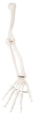 Fabrication Enterprises 3B Loose Bone Right Arm Skeleton Model 1 lbs. Unbreakable Plastic - 12-4582R