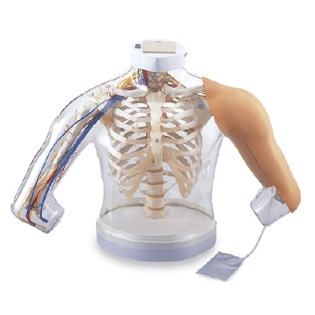 Nasco - Upper Arm Muscles Model - SB45069