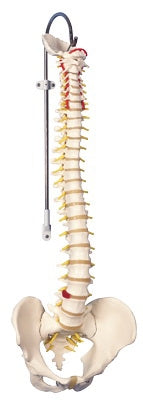 Fabrication Enterprises 3B Didactic Flexible Spine Model 6 lbs. - 963116