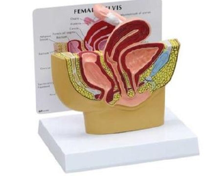 Anatomical Chart Company Female Human Pelvis Section Model Female 1/2 Life-size - G350