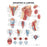 Wolters Kluwer Health Inc Chart Anatomical Pharynx And Larynx 20X26" Ea - 9781587791802