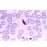 Scientific Device Lab - Parasitology Stained Slide 1 X 3 Inch Plain - 8969