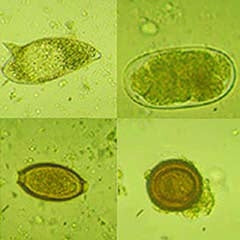 Scientific Device Lab - Protozoa Stained Slide 1 X 3 Inch Plain - 4907
