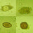 Scientific Device Lab - Protozoa Stained Slide 1 X 3 Inch Plain - 4912