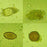 Scientific Device Lab - Protozoa Stained Slide 1 X 3 Inch Plain - 4931