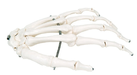Fabrication Enterprises 3B Loose Bone Left Hand Skeleton Model 1 lbs. Unbreakable Plastic - 12-4580L