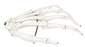 Fabrication Enterprises 3B Loose Bone Left Hand Skeleton Model 1 lbs. Unbreakable Plastic - 12-4580L