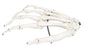 3B - Loose Bone Right Hand Skeleton Model 1 lbs. Unbreakable Plastic - 12-4580R