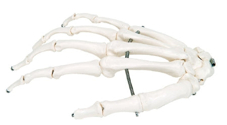 Fabrication Enterprises 3B Loose Bone Right Hand Skeleton Model 1 lbs. Unbreakable Plastic - 12-4580R