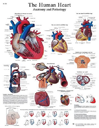 Fabrication Enterprises - Anatomical Chart Human Heart 5 X 20 Inch Laminated - 12-4610L
