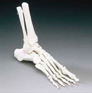 Anatomical Chart Company - Elastic Foot Model Life Size Plastic - OS31E