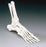 Anatomical Chart Company - Elastic Foot Model Life Size Plastic - OS31E