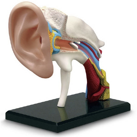 Nasco 4D Human Ear Model - SB50767G