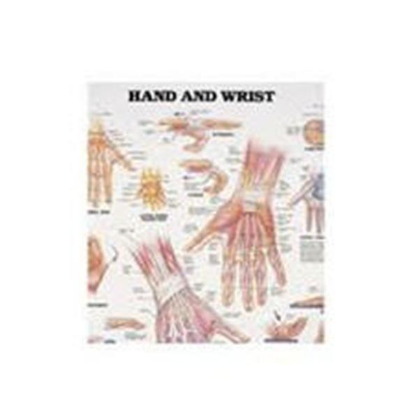 Patterson Medical Chart Anatomical Hand And Wrist 20X26" Each - 928197