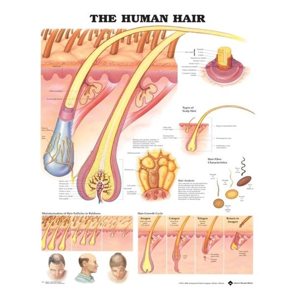 Wolters Kluwer Health Inc Chart Anatomical The Human Hair 20X26" Ea - 9781587791635