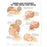 Wolters Kluwer Health Inc Chart Educational Whiplash Injuries Head/Neck 20X26" Ea - 9781587793752