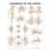 Wolters Kluwer Health Inc Chart Anatomical Ligaments Of The Joints 20X26" Ea - 9781587794674