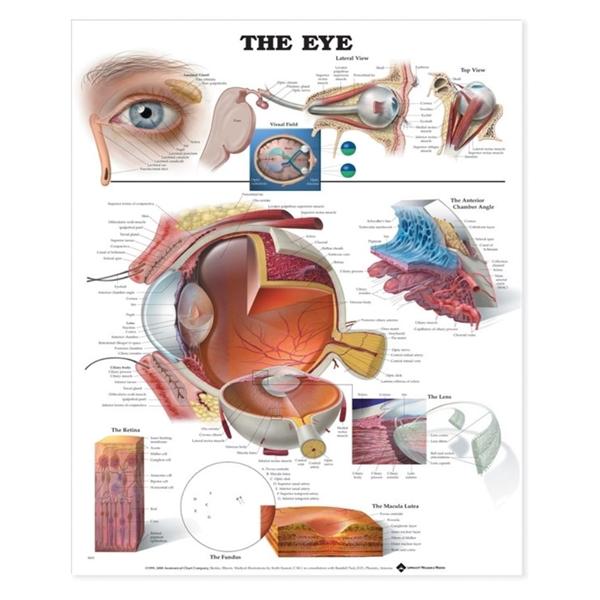 Wolters Kluwer Health Inc Eye Chart Anatomical Ea - 9781587791260