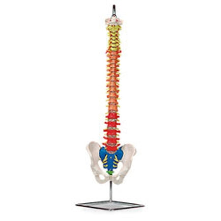 Nasco Flexible Vertebrae Model PVC - LA00184