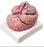 Nasco Healthcare - Brain with Arteries - LA00239