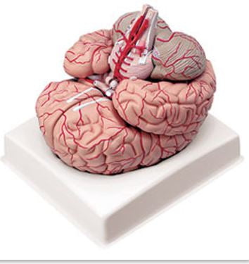 Nasco Brain with Arteries - LA00239