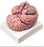 Nasco Brain with Arteries - LA00239