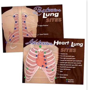 Nasco - Heart & Lung Poster - LF00683