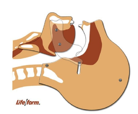 Nasco Life/Form Airway Simulation Board - LF03687