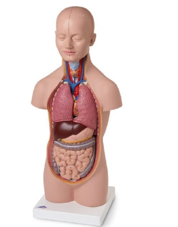 American 3B Scientific - Mini-Torso - LY01011